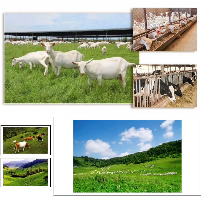 龙8头号玩家(国际)官方网站