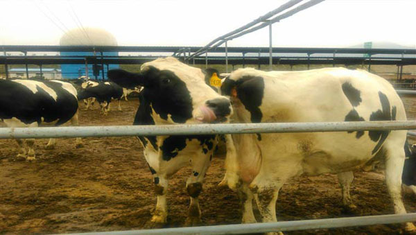 龙8头号玩家(国际)官方网站